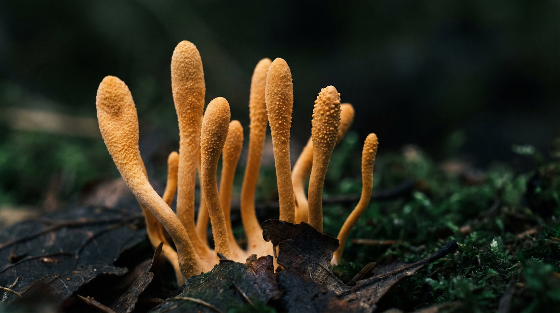 A close cluster of slender orange-gold cordyceps mushrooms growing from a dark forest floor