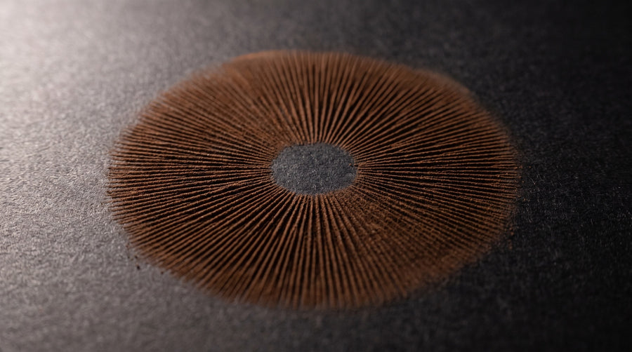 A mushroom spore print on matte black paper: a circle of fine cocoa-brown spore dust with straight lines radiating from a clear centre