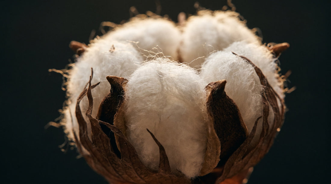 A raw cotton boll, soft white cellulose fibres bursting from a dry brown husk, backlit against a dark background