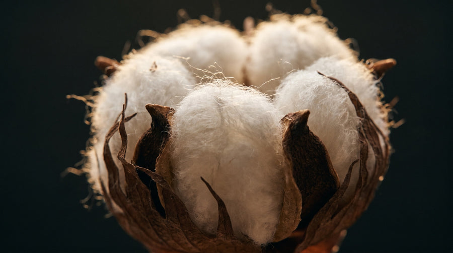 A raw cotton boll, soft white cellulose fibres bursting from a dry brown husk, backlit against a dark background