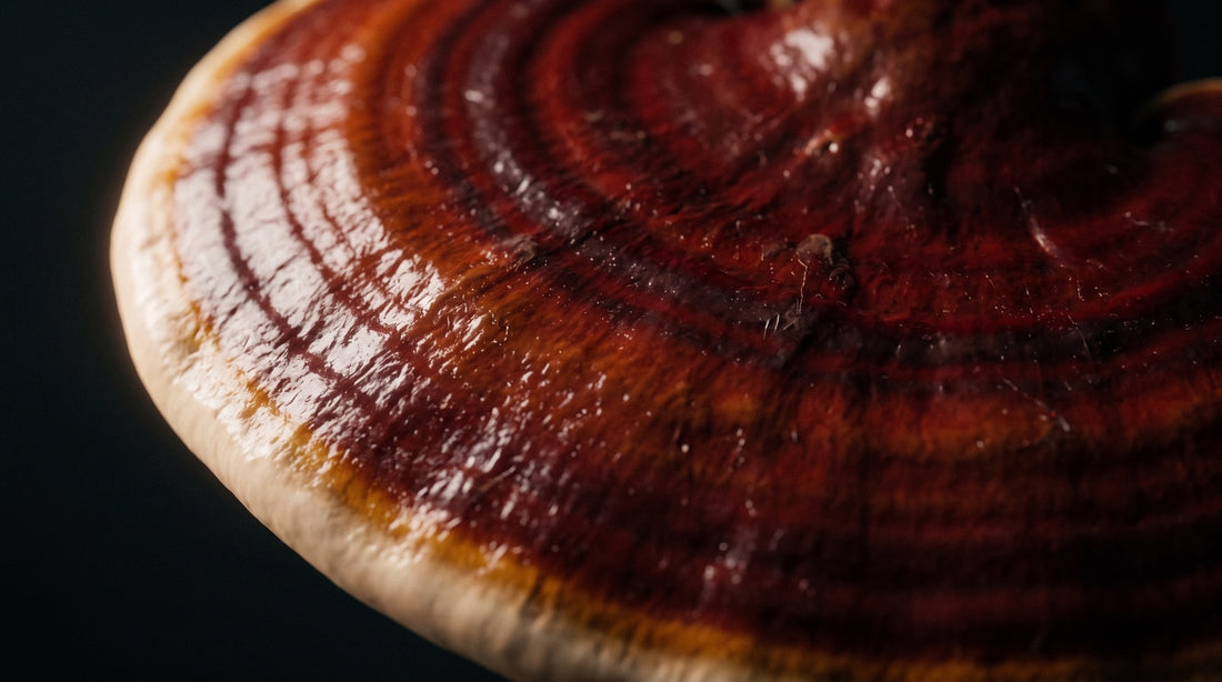 Extreme close-up of a reishi mushroom cap's glossy oxblood surface with concentric growth rings and a pale growing edge, against a dark background