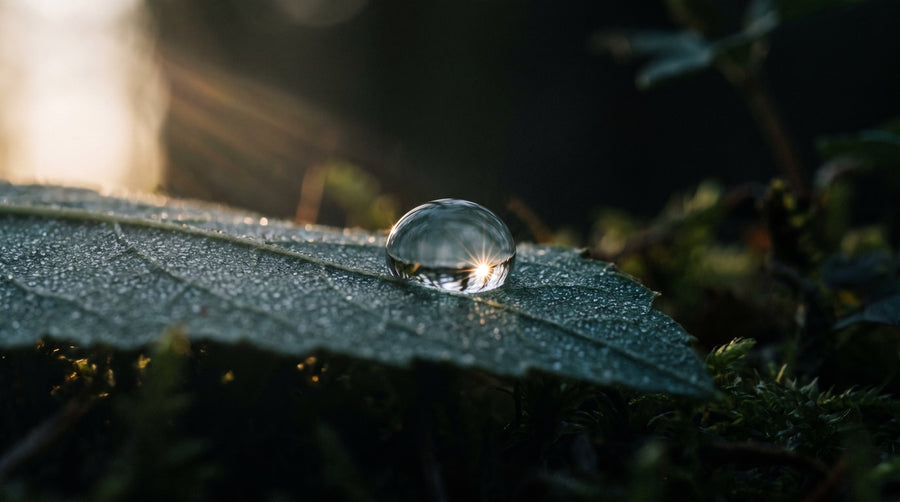 A single clear water droplet on a dark green leaf with low morning sunlight refracting through it into a small starburst