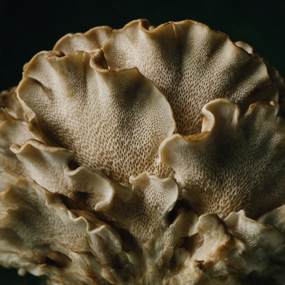 Macro photograph of a maitake mushroom's textured underside, one of the four mushrooms in RENEW
